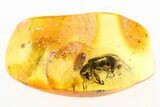 Checkered Beetle (Cleridae) & Millipede (Polyxenidae) in Baltic Amber #275351-1